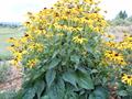 black-eyed Susan